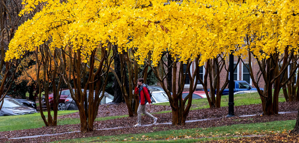 A student on the phone walks by bright yellow fall trees on campus.